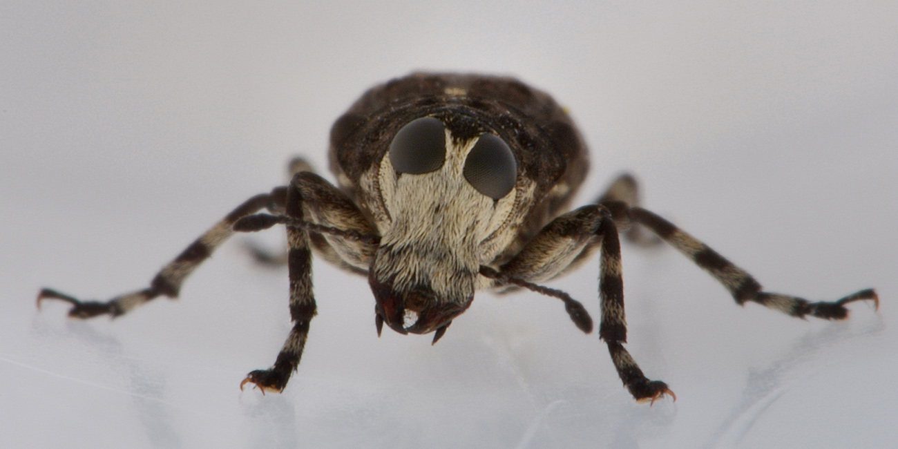 Anthribidae: Tropideres albirostris?  Sì !